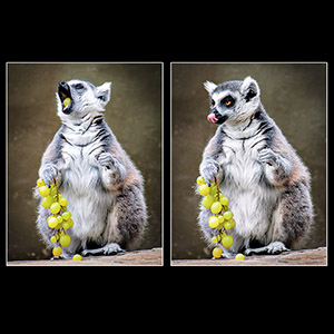 Lemur's Lunch by Chris Woods.
